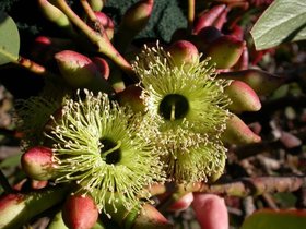 Eucalyptus grossa flowers.jpg